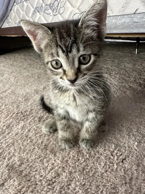 Just got a new kitten ❤️❤️ took 3 seconds to get my heart ❤️❤️