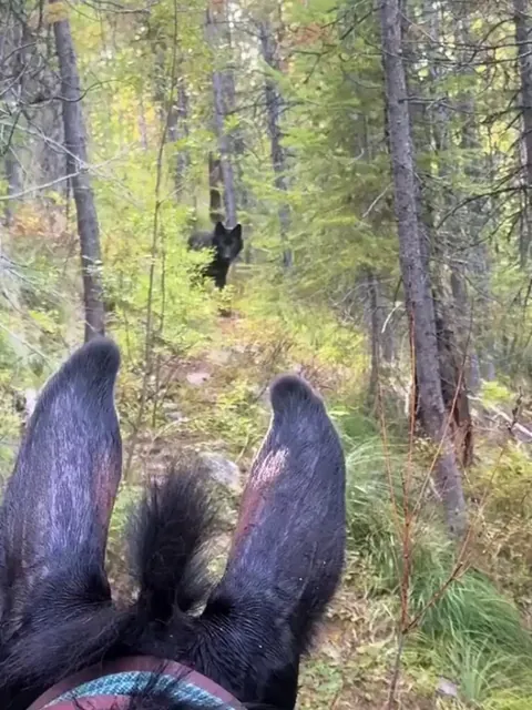 Horse rider runs into a black wolf in the woods