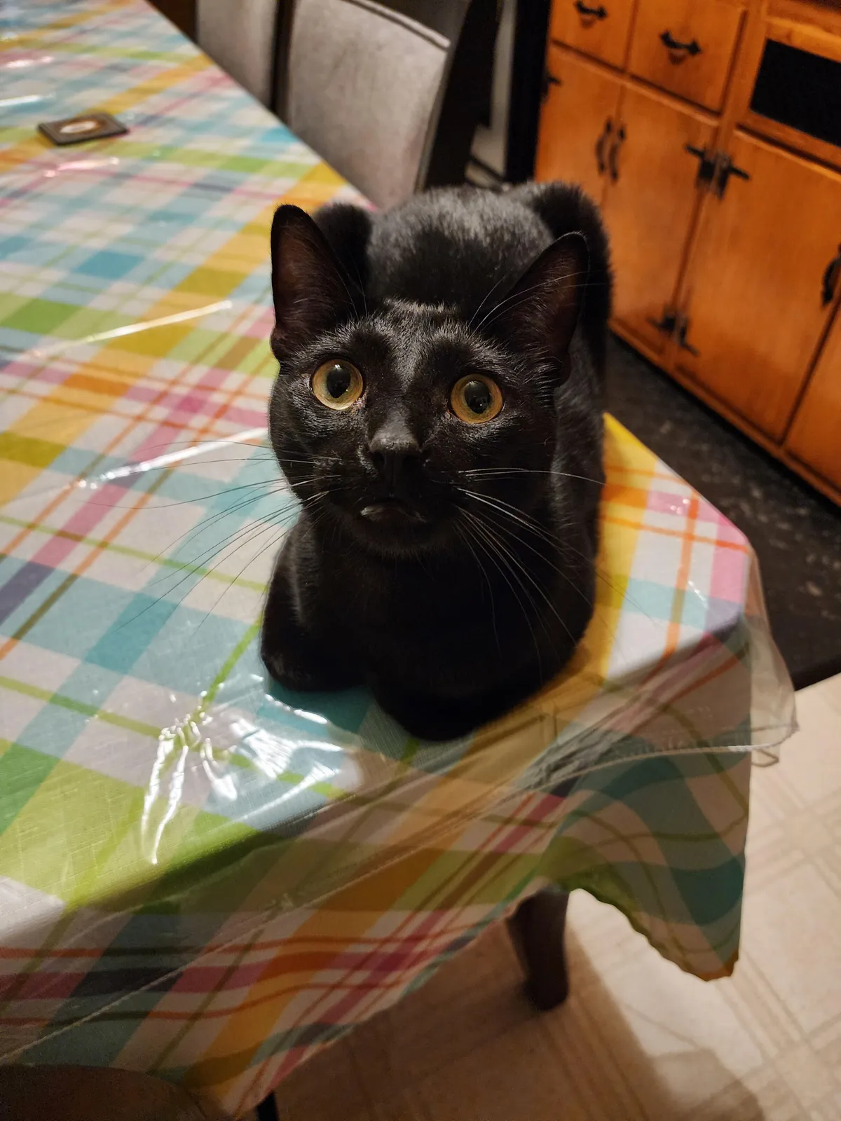 Rate my void load. I think it's a 10/10 🐈‍⬛