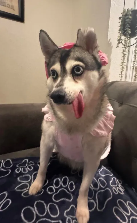 Has anyone seen my dear granddaughter little red riding hood??