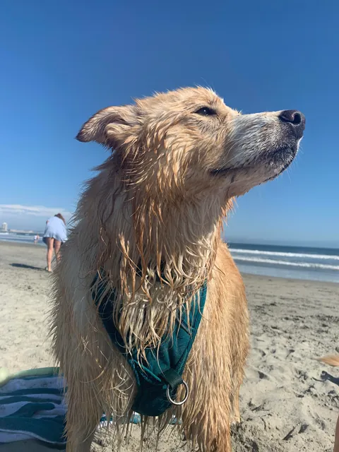 This is Luna, my soul dog🥰  From 1 week to 7.5 years old—she’s a sweet and complicated girl and I love her! ❤️