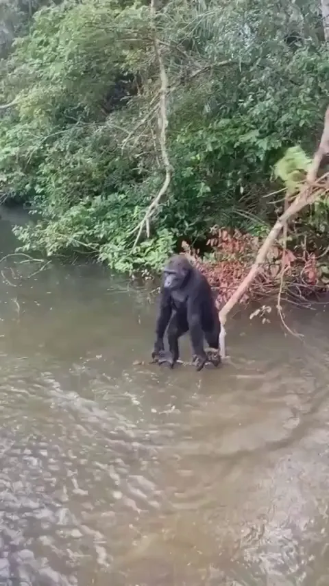 An adolescent lowland gorilla, chilling on a branch, has a splash fight with researchers