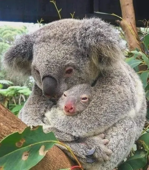 Koala Mom and her son after being rescued from the fires in Australia.