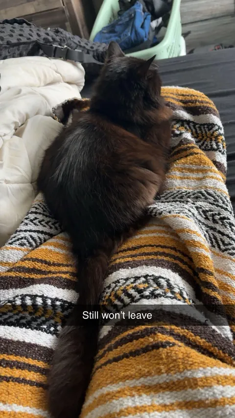 I just had top surgery :) and these two won’t leave my side