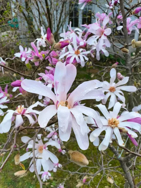 Magnolias in my Serbian garden