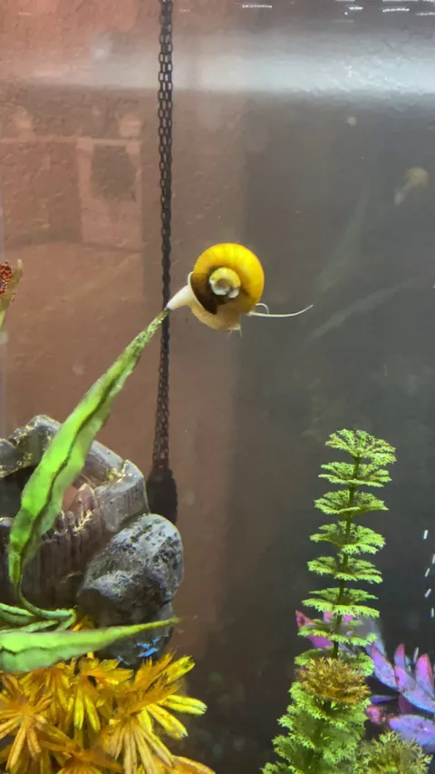 Not sure if this is the right sub for this…but, my snails like to climb as high as they can and parachute back down. They are derpy little creatures for sure