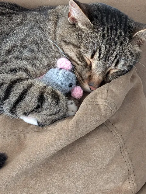My daughter crocheted her cat a stuffy
