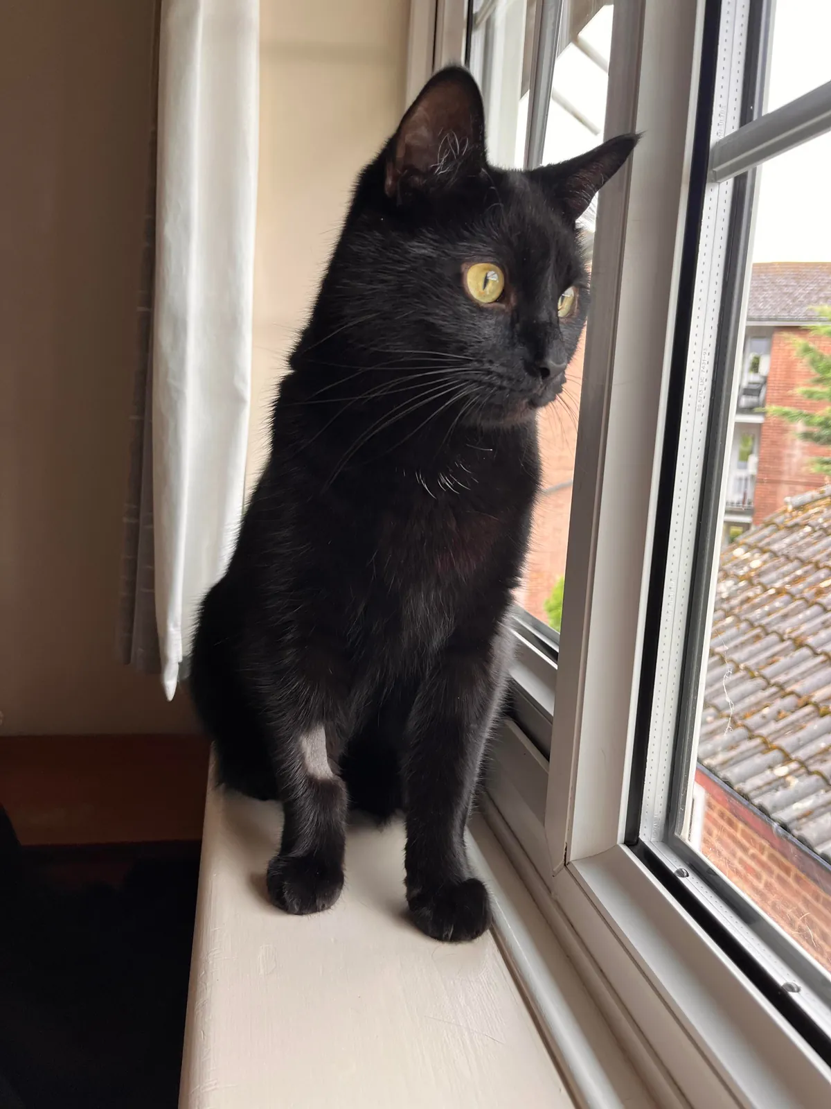 2 months today since my void was rescued from a fire in my apartment