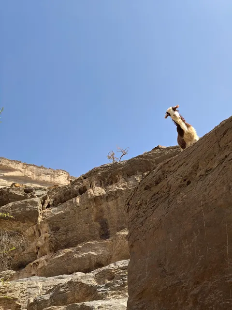 I hope a decent tilt qualifies as derp