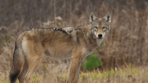The hybrid Coywolf has exploded in numbers in recent years. From Coyote and Wolf is twice the size of a Coyote, can function in open terrain and forest. Some have 1/10 of dog which makes them not fear humans.