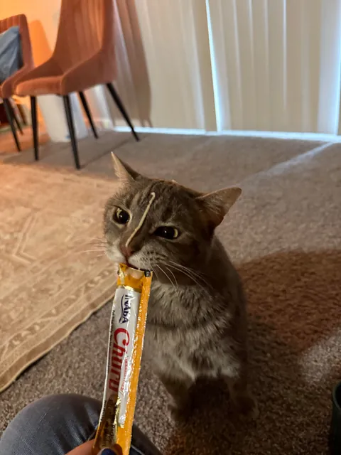 I accidentally shot Churu on his poor little face 😢