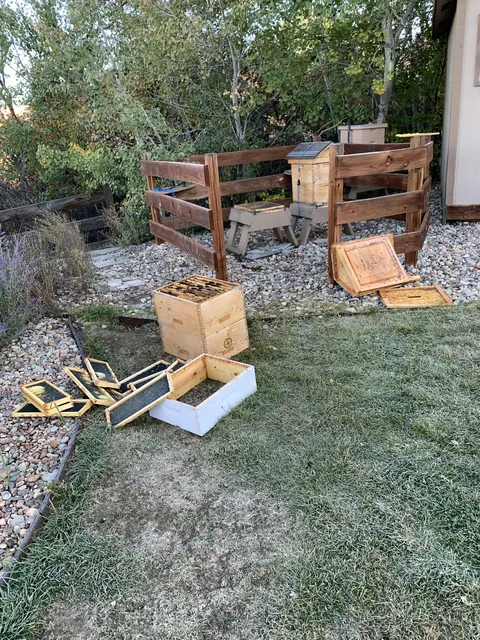 Black bears (a mom and two cubs) got into my dad’s beehives last night!