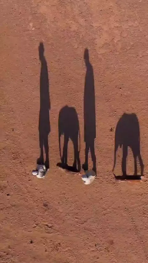 🔥 Aerial view of elephant minders taking new orphans for a walk