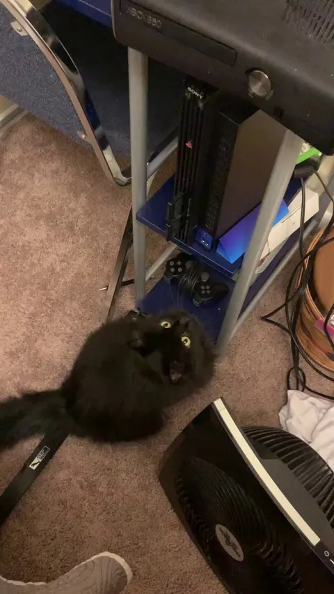 Misty loves to turn on my Xbox