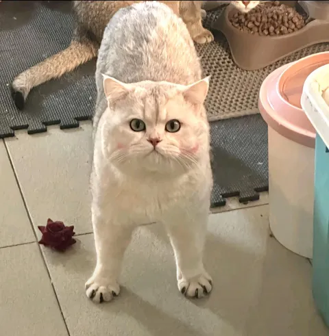 anyone like this cute paw🐾