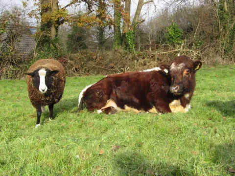I’ve had my sheep Blackberry for a little over a year now. He has grown into such a big boy!!
