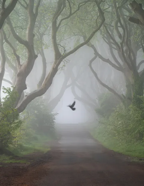 ITAP of a bird in the fog