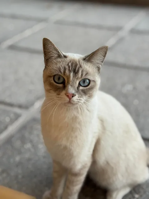 A stray cat comes to the house every morning to see my cats; we give her kibble and water, and she's been coming for two years. 😻