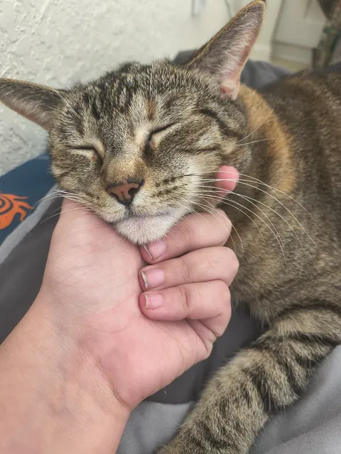 I'll always love and miss you Sushi