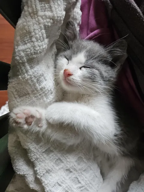 This guy showed up crying in my mom's yard last night