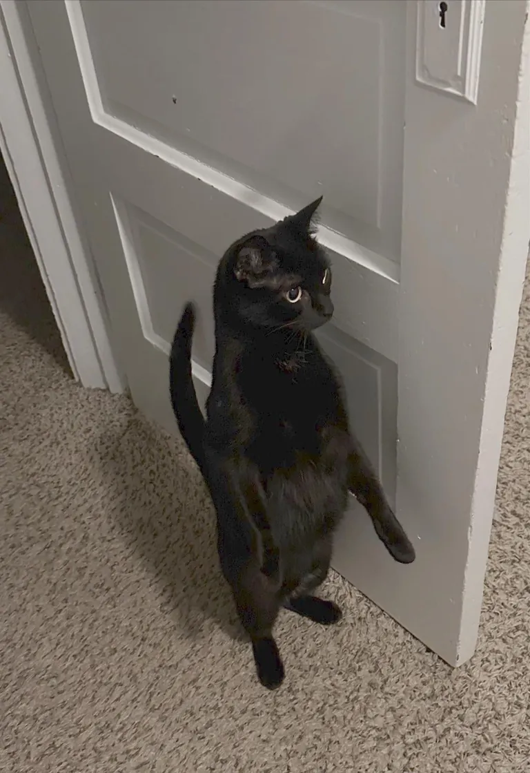 Shelter told us Luna was born there and wasn’t adopted for 7 years - now she and I spend every minute together