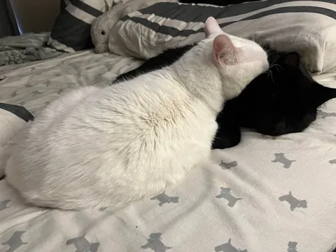 Celebrating two adorable years with this little stinker.