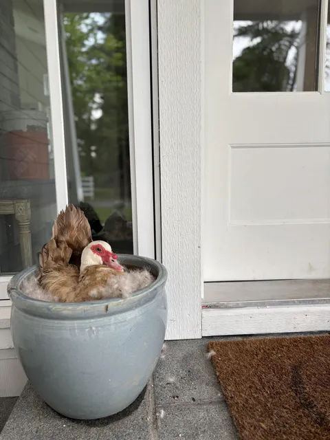 Our duck Penny built a full blown nest to hatch ducklings at our front door