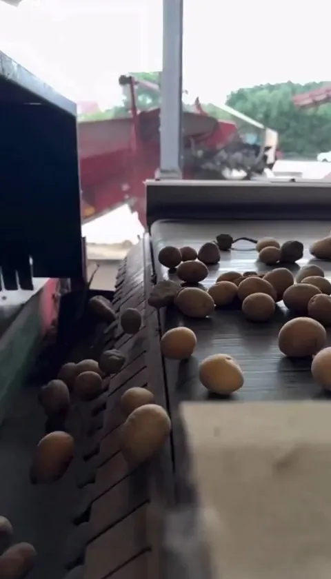 This machine sorts potatoes from rocks in seconds.