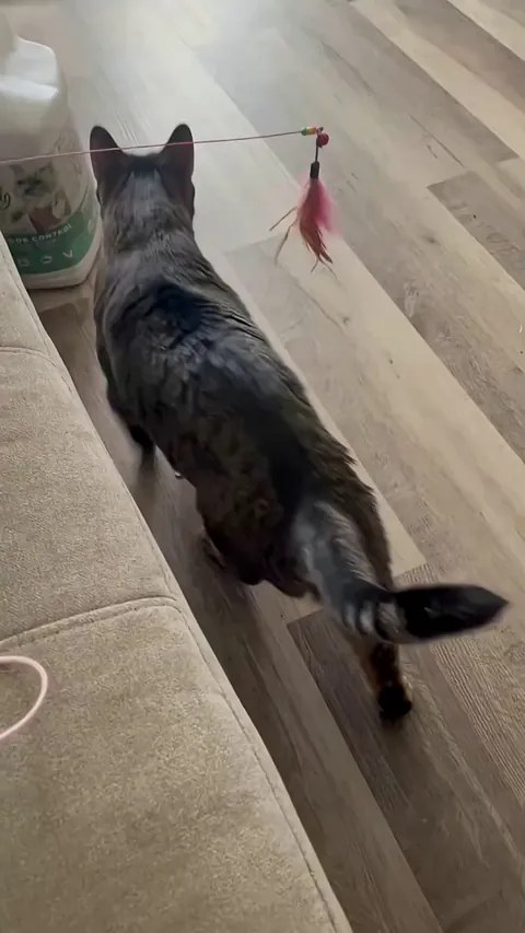 cat got his own kitty 🥺