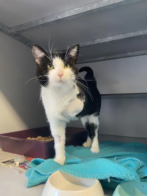 Would a three legged cat be suitable as a first cat?