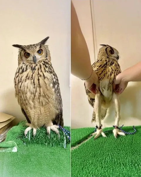 Owls have pretty long legs