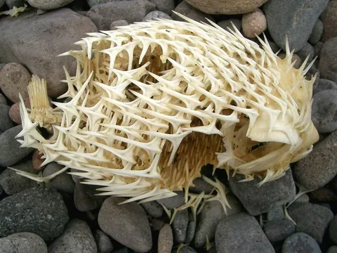 The skeleton of a puffer fish is pretty fucking metal.
