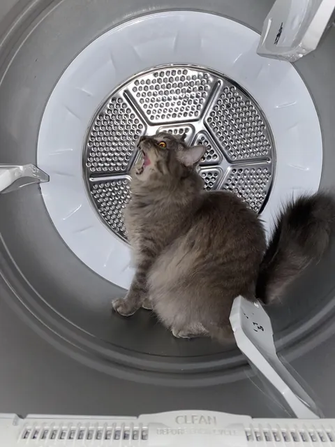 Absolute rapscallion refuses to vacate apparatus