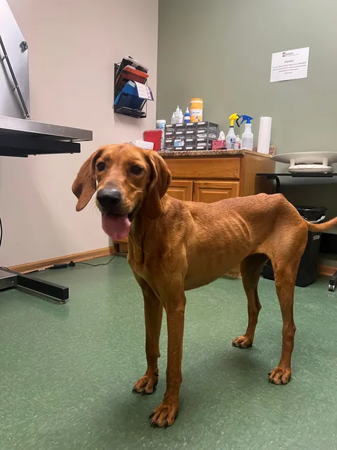 Before and after adoption!