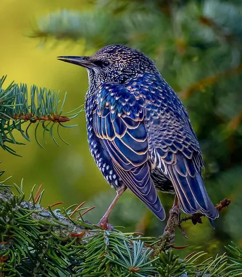 🔥 Starling in its autumn dress in Helsinki, Finland