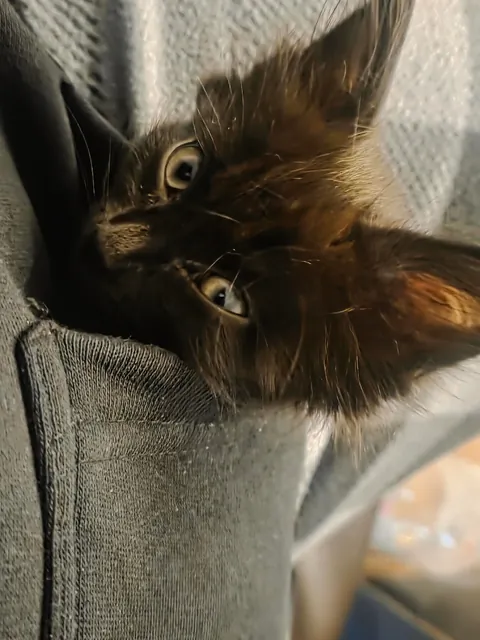 I adopted my first cat 2 weeks ago