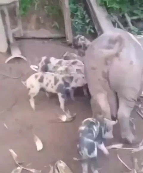 A bit of interspecies brotherhood