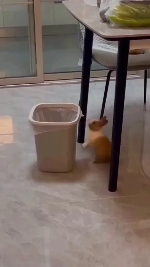 I'm convinced bunnies are cats in disguise