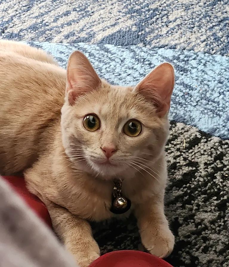 Just wanted to share my cat with you guys, his name is Jinx!