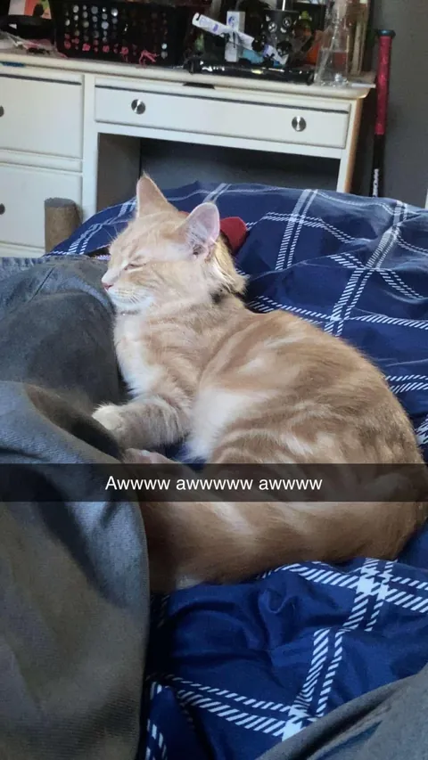 I would love if anyone could ask questions about my sweet peanut🕊️