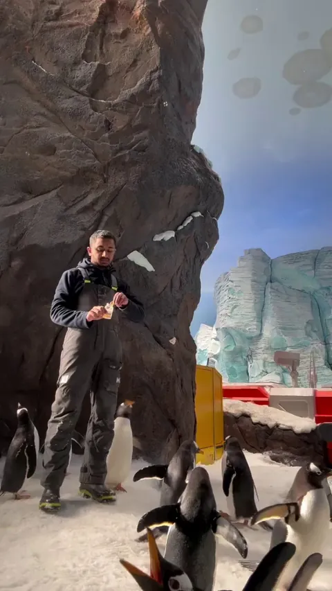 Penguins popping bubbles is the serotonin we needed