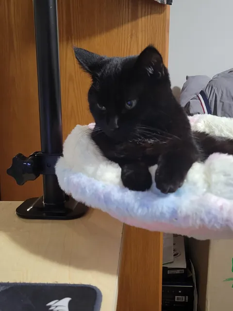 Recently purchased a desk bed for the queen of the house