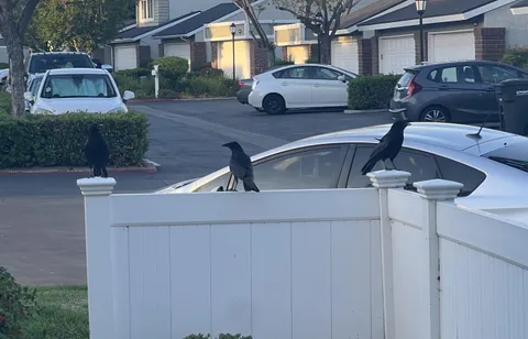 I started feeding the crows and now they won’t leave me alone!