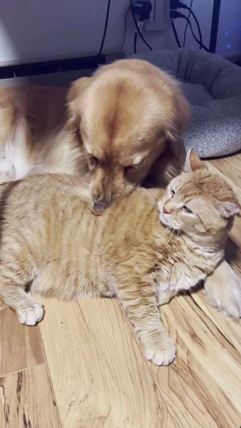 The golden back scratch