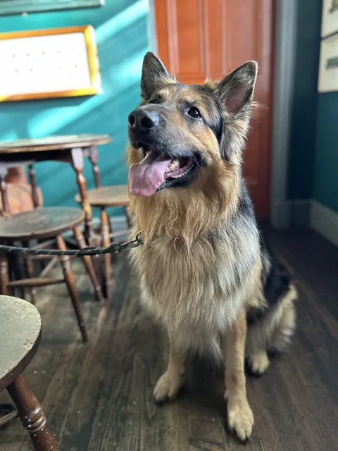 Took over four years to decide he’s chill enough to be a pub dog, came for the weekly visit and he loves it! 