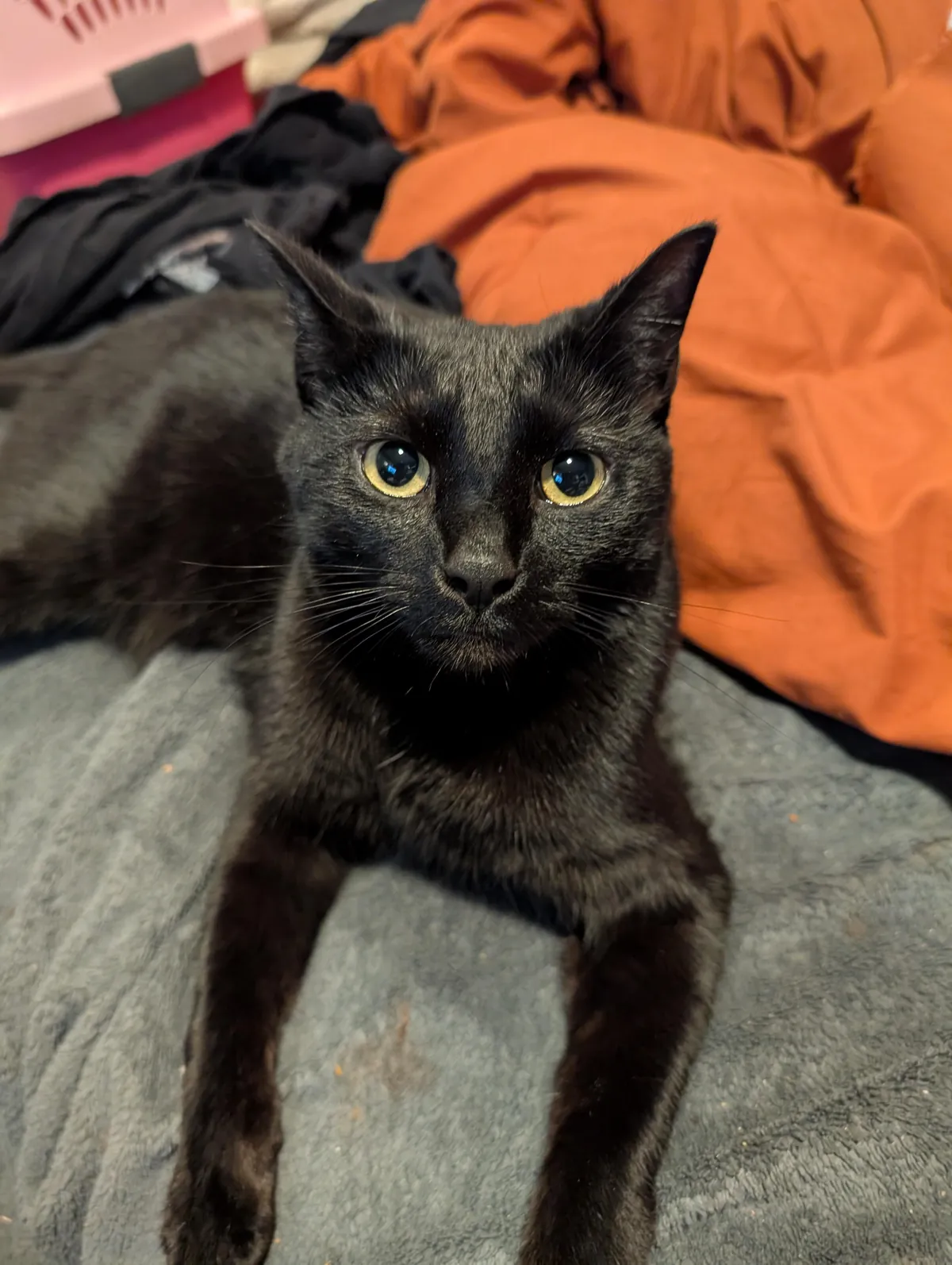 This is Bean, she killed a bat that got into my apartment today