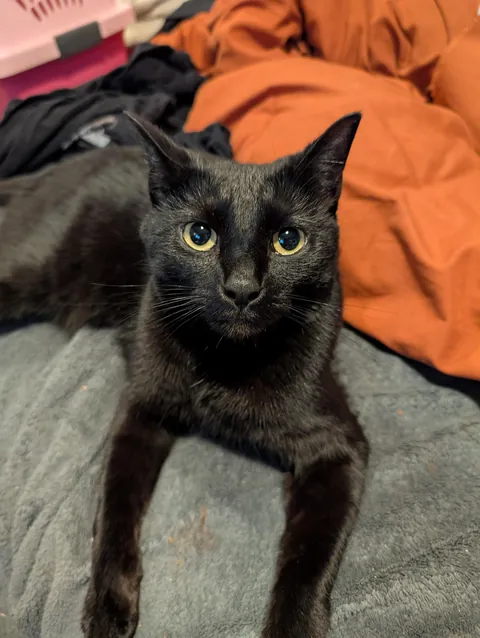 This is Bean, she killed a bat that got into my apartment today