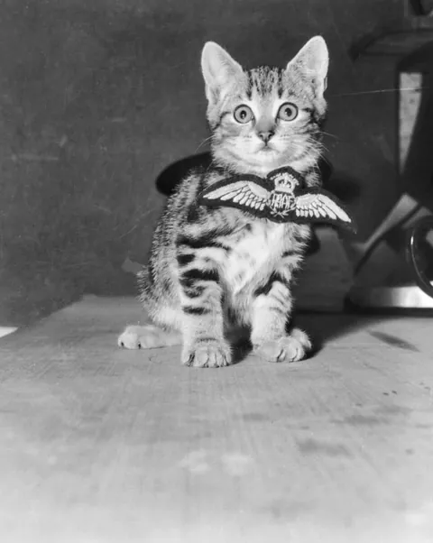 In WWI, around 500,000 cats served in trenches and on ships—controlling rats, boosting morale, and even acting as early gas detectors. They brought comfort to soldiers in the chaos of war. (Some pics are from WWII)