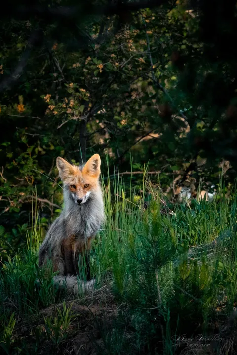 Adult fox posing for the camera in Idaho