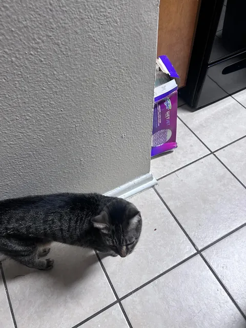Moved into our new apartment and this cat shows up on our balcony and walks right in.